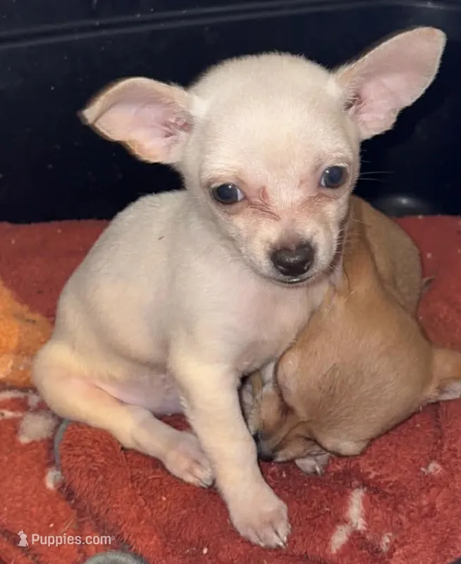 Polar – Chihuahua puppy for sale in Madisonville, KY