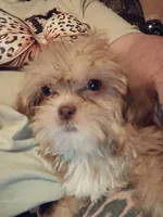 Tedd E. Bear, a male Shihpoo for sale in Madisonville, KY – 2 of 3