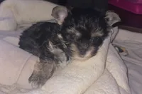 Shadow, a male Chinese Crested and Yorkshire Terrier for sale in Madisonville, KY – 3 of 4