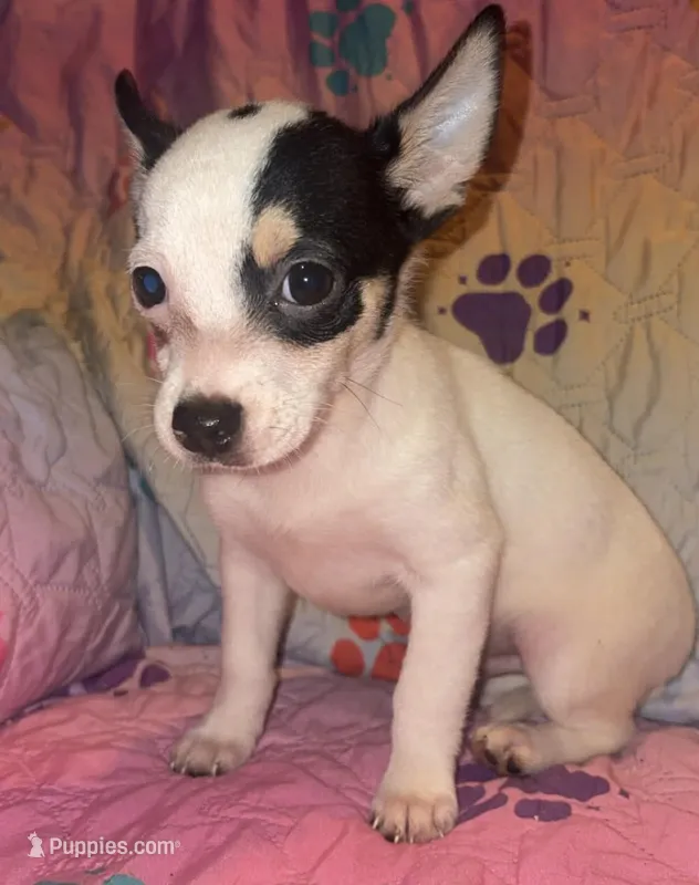 Turner – Chihuahua puppy for sale in Madisonville, KY