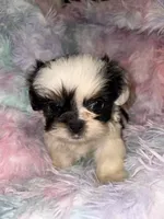 Selena, a female Shih Tzu for sale in Madisonville, KY – Photo 1 of 5