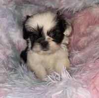 Selena, a female Shih Tzu for sale in Madisonville, KY – Photo 5 of 5