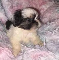 Selena, a female Shih Tzu for sale in Madisonville, KY – Photo 4 of 5