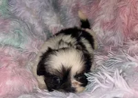 Selena, a female Shih Tzu for sale in Madisonville, KY – Photo 2 of 5
