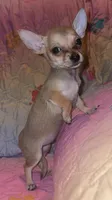 Brownie, a female Chihuahua for sale in Madisonville, KY – 3 of 3