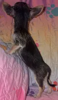 China, a female Chorkie for sale in Madisonville, KY – 2 of 3