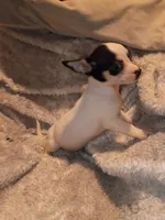 Tucker, a male Chihuahua for sale in Madisonville, KY – 4 of 4
