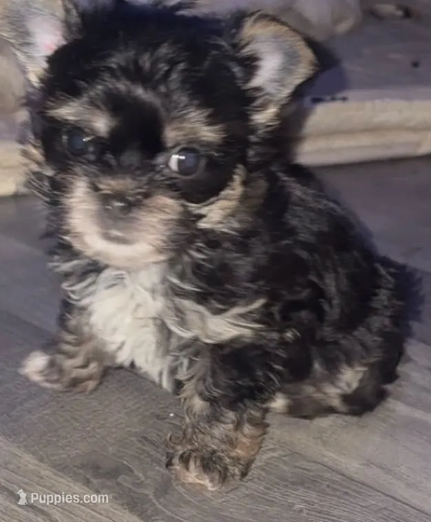 Shadow – Chinese Crested, Yorkshire Terrier puppy for sale in Madisonville, KY