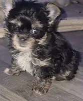 Shadow, a male Chinese Crested and Yorkshire Terrier for sale in Madisonville, KY – 1 of 4