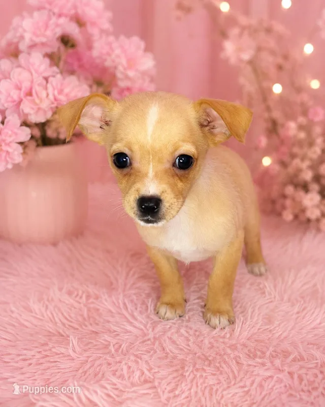 Totsy – Chihuahua puppy for sale in Madisonville, KY