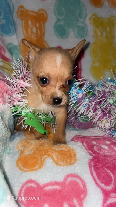Totsy – Chihuahua puppy for sale in Madisonville, KY