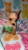 Totsy, a female Chihuahua for sale in Madisonville, KY – Photo 1 of 4