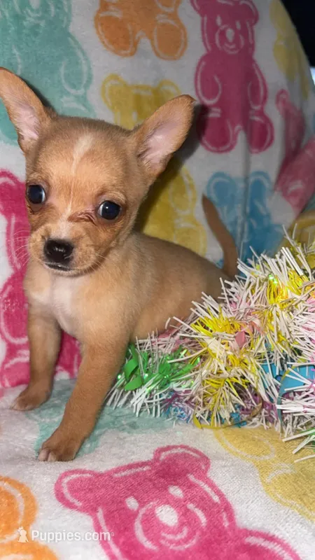Totsy – Chihuahua puppy for sale in Madisonville, KY