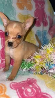 Totsy, a female Chihuahua for sale in Madisonville, KY – Photo 2 of 4