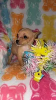 Totsy, a female Chihuahua for sale in Madisonville, KY – Photo 3 of 4