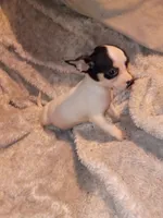 Tucker, a male Chihuahua for sale in Madisonville, KY – 2 of 4