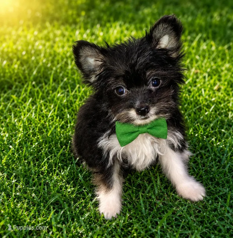 Wallie – Chihuahua, Yorkshire Terrier puppy for sale in Madisonville, KY