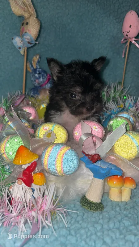 Wallie – Chihuahua, Chinese Crested puppy for sale in Madisonville, KY