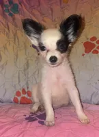 Snoopy, a female Chihuahua for sale in Madisonville, KY – 2 of 3