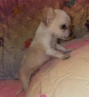 Titan, a male Chihuahua for sale in Madisonville, KY – 3 of 3