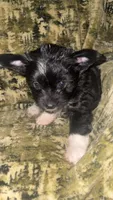 Breezy, a male Chinese Crested and Yorkshire Terrier for sale in Madisonville, KY – Photo 6 of 7