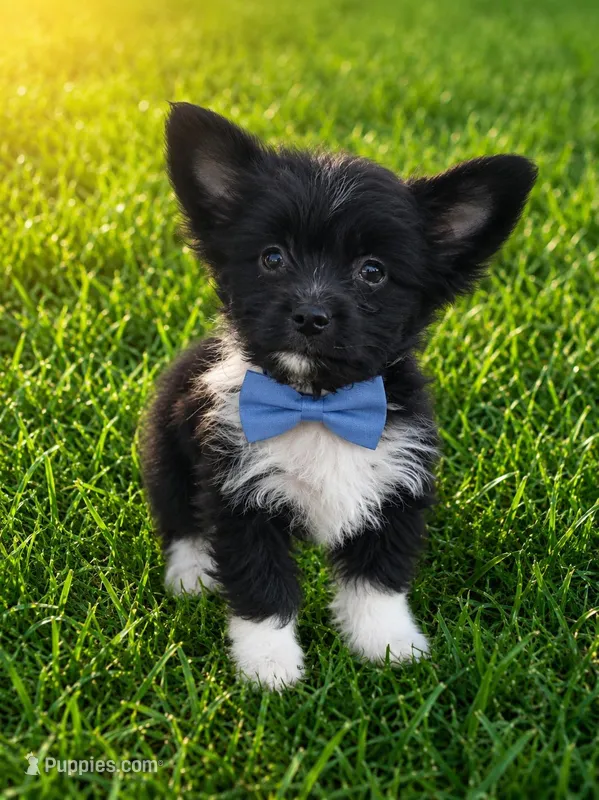 Breezy – Chinese Crested, Yorkshire Terrier puppy for sale in Madisonville, KY