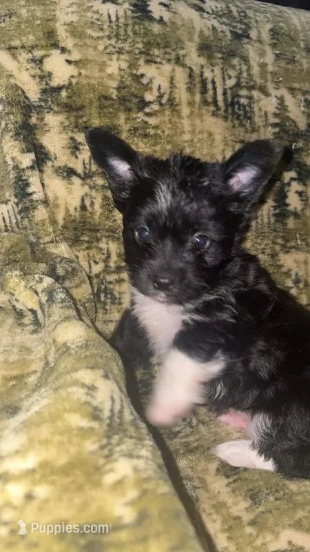 Breezy – Chinese Crested, Yorkshire Terrier puppy for sale in Madisonville, KY