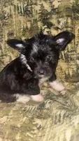 Breezy, a male Chinese Crested and Yorkshire Terrier for sale in Madisonville, KY – Photo 5 of 7