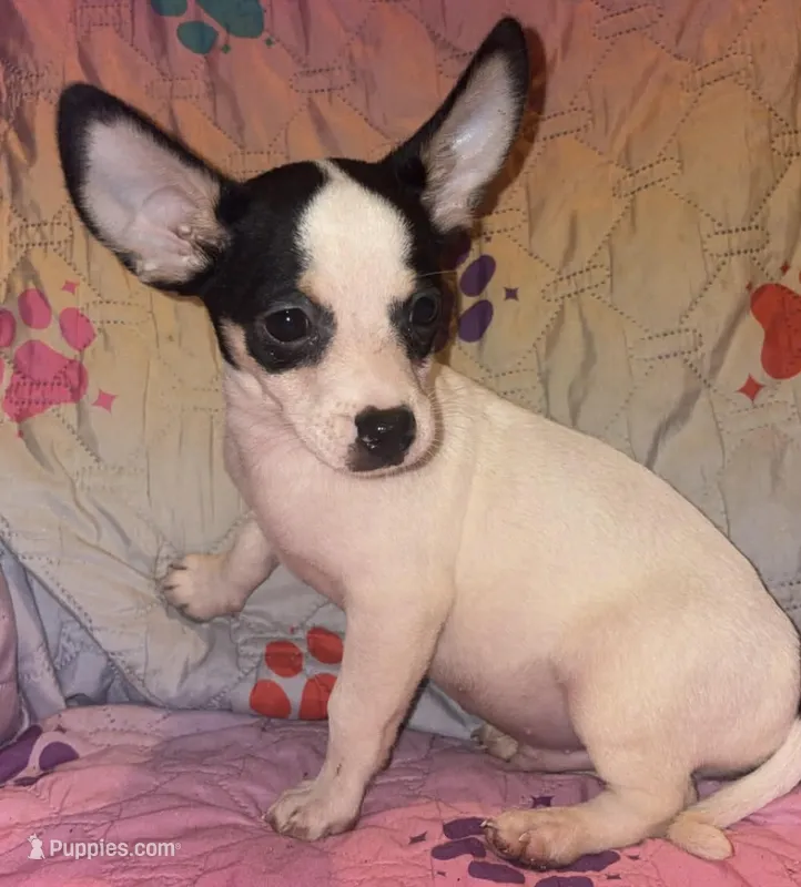 Tucker – Chihuahua puppy for sale in Madisonville, KY