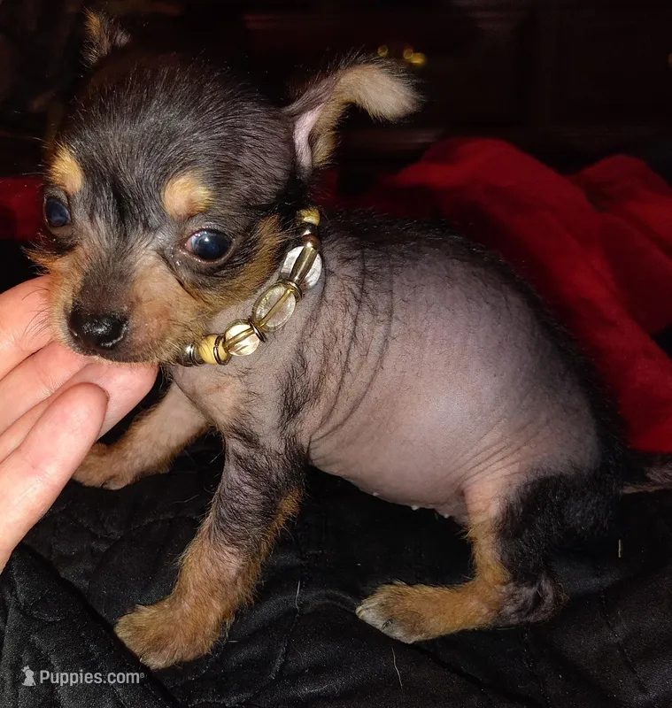 Darla – Chihuahua, Chinese Crested puppy for sale in Madisonville, KY