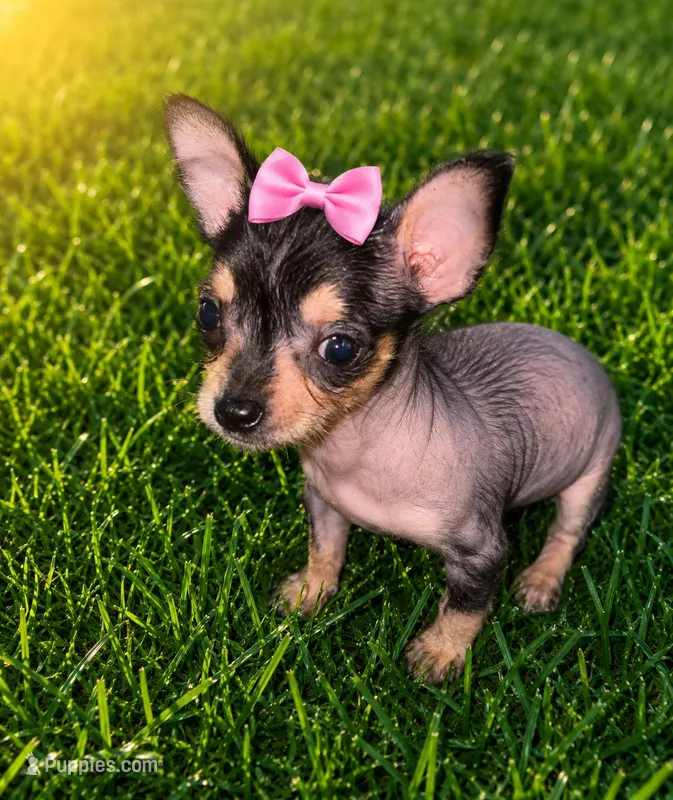 Darla – Chihuahua, Chinese Crested puppy for sale in Madisonville, KY