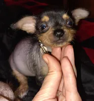 Darla, a female Chihuahua and Chinese Crested for sale in Madisonville, KY – Photo 3 of 4