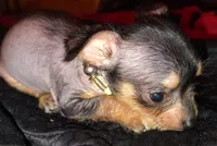 Darla, a female Chihuahua and Chinese Crested for sale in Madisonville, KY – Photo 2 of 4