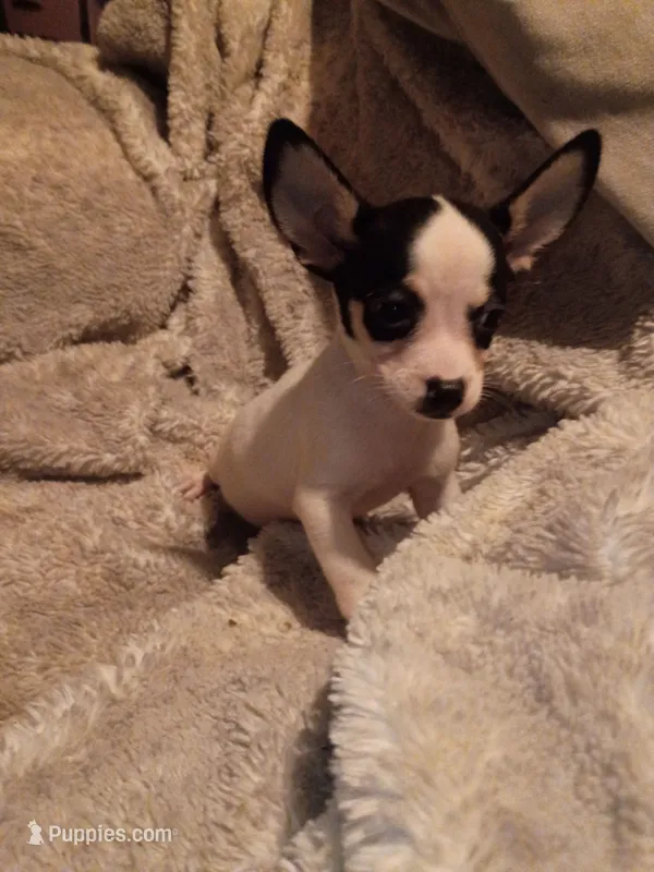 Tucker – Chihuahua puppy for sale in Madisonville, KY
