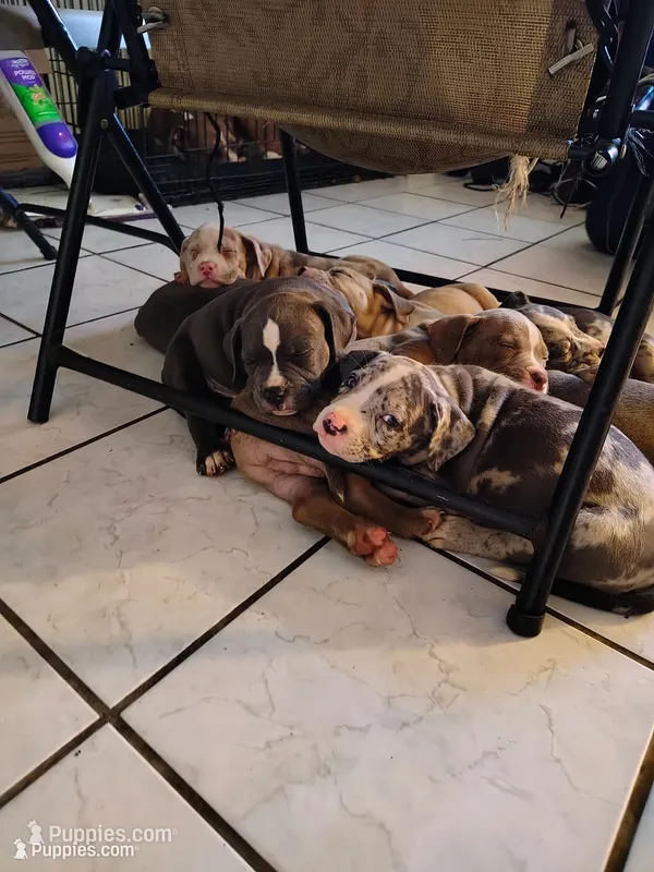 Oreo  – American Bully puppy for sale in Houston, TX