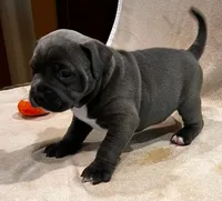 Ghost , a female American Bully and American Pit Bull Terrier for sale in Houston, TX – 6 of 10