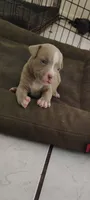 King, a female American Bully for sale in Houston, TX – 5 of 5