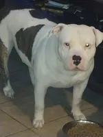 Zeus , a male American Pit Bull Terrier for sale in Houston, TX – 5 of 6