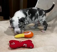 Ghost , a female American Bully and American Pit Bull Terrier for sale in Houston, TX – 4 of 10