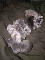 King, a male American Bully for sale in Houston, TX – 4 of 4