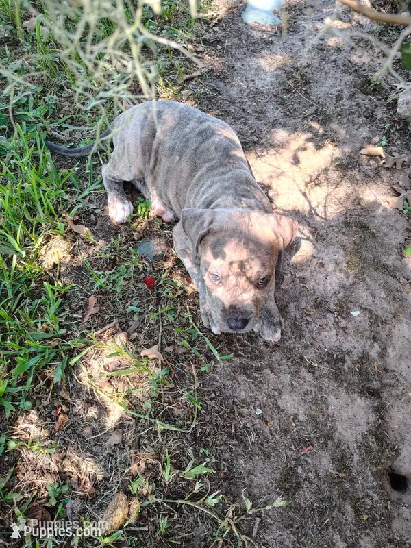 Zeus  – American Pit Bull Terrier puppy for sale in Houston, TX