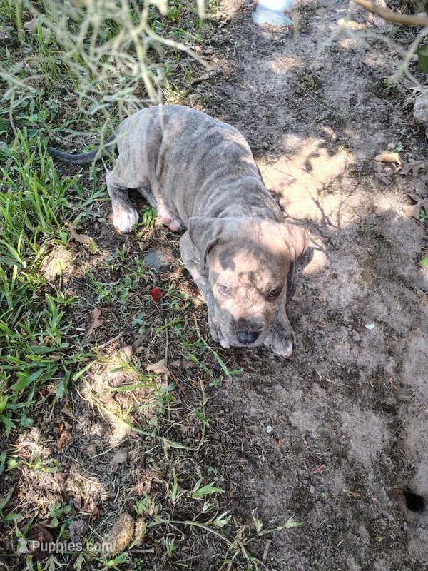 Zeus  – American Pit Bull Terrier puppy for sale in Houston, TX