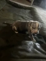 Diamond , a female American Bully for sale in Houston, TX – 2 of 2