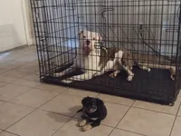 Zeus , a male American Pit Bull Terrier for sale in Houston, TX – 6 of 6