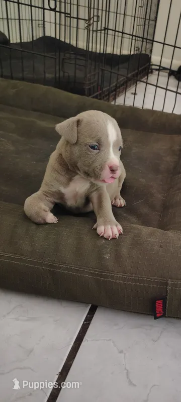 King – American Bully puppy for sale in Houston, TX