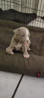 King, a female American Bully for sale in Houston, TX – 1 of 5