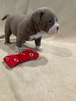 Ghost , a female American Bully and American Pit Bull Terrier for sale in Houston, TX – 8 of 10