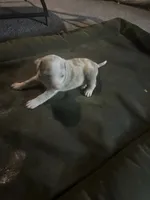 Peaches , a female American Bully for sale in Houston, TX – 3 of 4