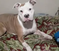 Zeus , a male American Pit Bull Terrier for sale in Houston, TX – 4 of 6