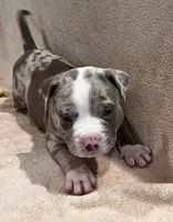 Ghost , a female American Bully and American Pit Bull Terrier for sale in Houston, TX – 5 of 10